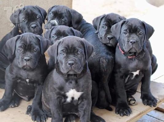 PoulaTo: Predivni muški i ženski štenci Cane Corso