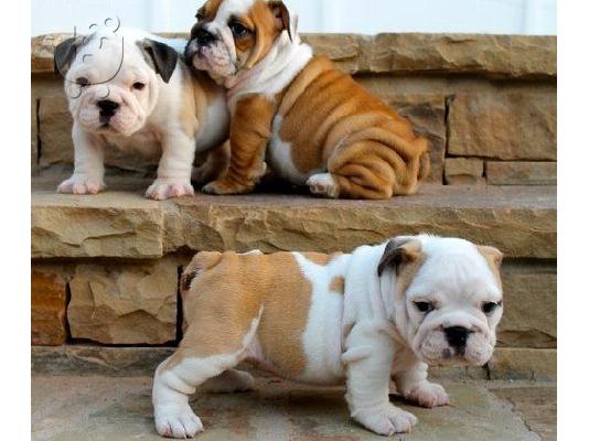PoulaTo: Αγγλικά μπουλντόγκ / english bulldogs