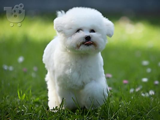 PoulaTo: Bichon Frize κουτάβι