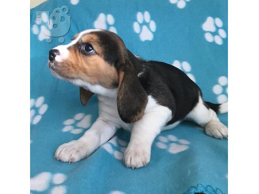 Μεγάλα αρσενικά και θηλυκά κουτάβια Beagle προς πώληση...