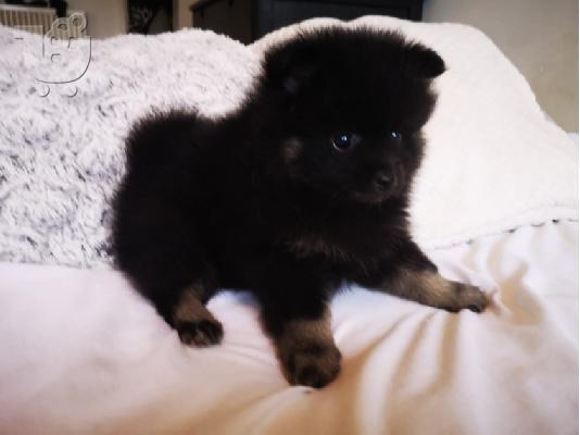 PoulaTo: Pomeranian Puppies προς πώληση