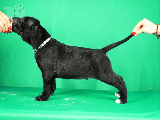 Πουλάκια Cane Corso προς πώληση