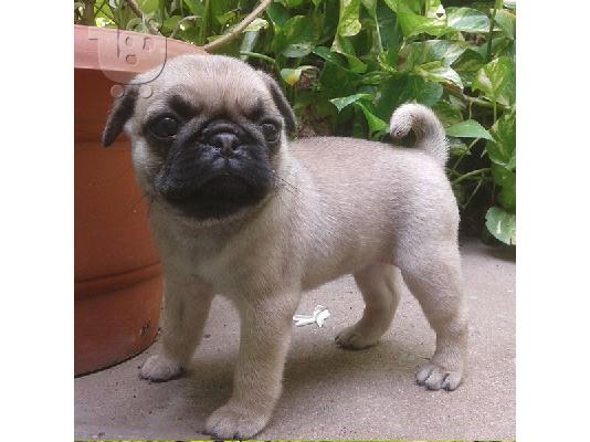 Pug