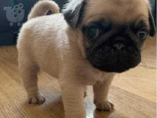 Lovely Pug κουτάβια προς πώληση.