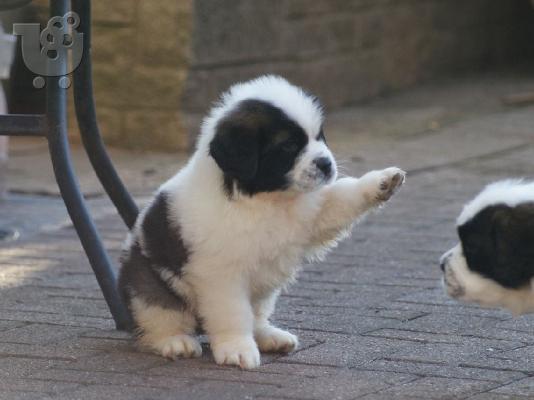 Διαθέσιμα κουτάβια Saint Bernard