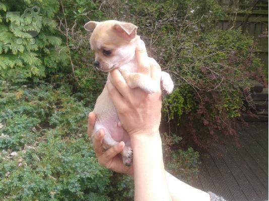Chihuahua σκυλιά και κουτάβια προς πώληση