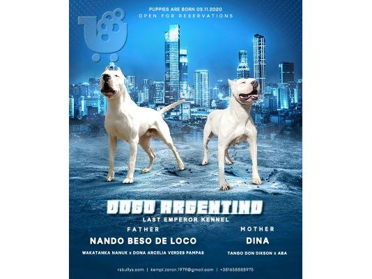 PoulaTo: Κουτάβια Dogo Argentino