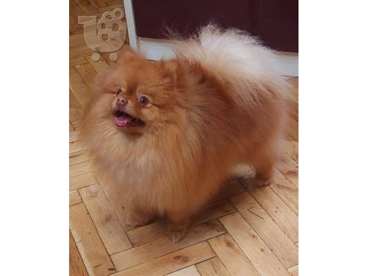 Pomeranian Spitz Κορυφαία Ποιότητα