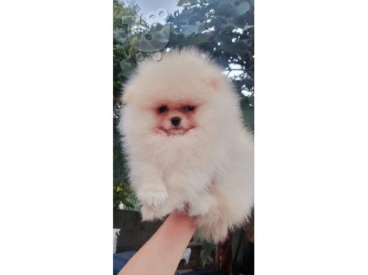 Pomeranian Spitz κουτάβια