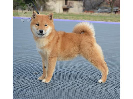 Shiba Inu κουτάβια