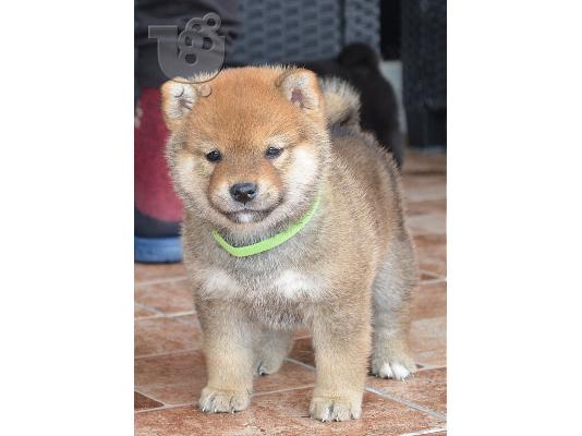 Shiba Inu κουτάβια