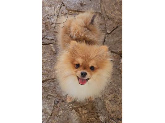 Pomeranian Γιούχα κουτάβια
