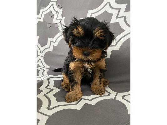 PoulaTo: Όμορφα καθαρόαιμα κουτάβια Yorkie