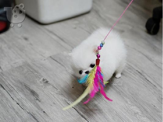 Pomeranian μικροσκοπική spitz.