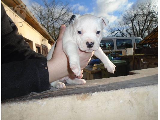 PoulaTo: Pit bull