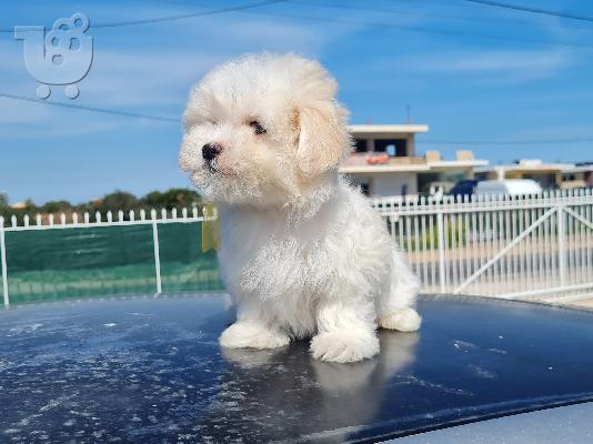 PoulaTo: Havanese