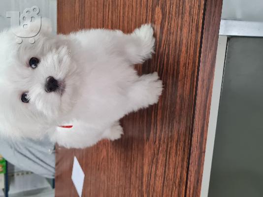 PoulaTo: Coton De Tulear - Κοτόν Ντε Τουλεάρ