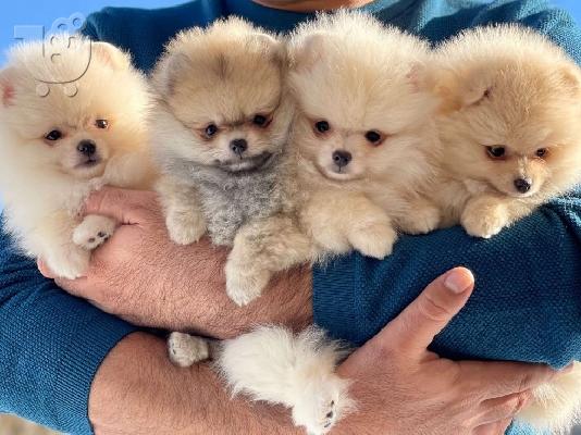 PoulaTo: Pomeranian mini