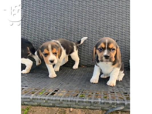 Εδώ παρουσιάζουμε τα υπέροχα κουτάβια Beagle μας έτοιμα να ξαναστήσουν,...
