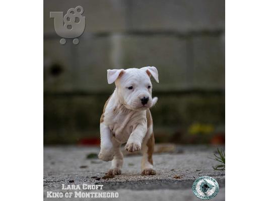 PoulaTo: Αμερικανικό Stafford Terrier κουτάβια