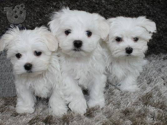 PoulaTo: Maltese mini
