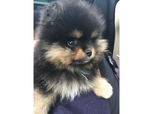 PoulaTo: Pomeranian - Πομερανιαν
