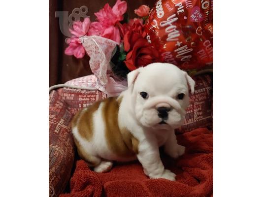 English Bulldog