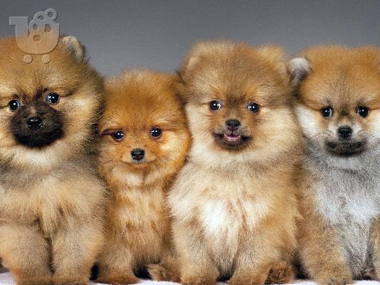 PoulaTo: Pomeranian mini