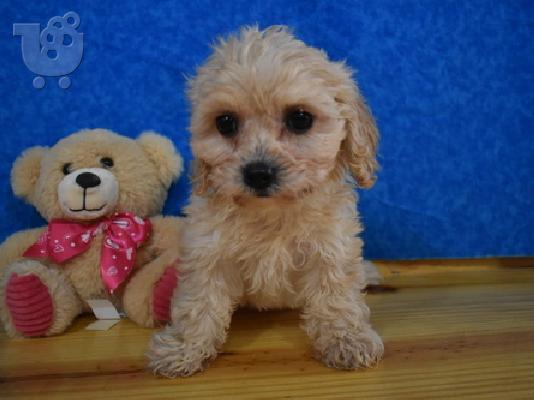 Cavachon