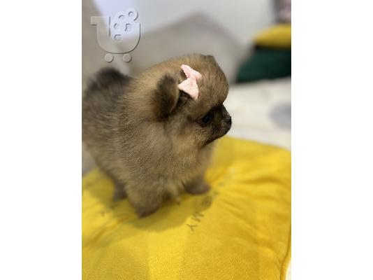 Κουτάβια Pomeranian από εξαιρετικούς γονείς