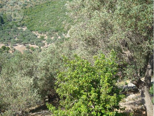 ΟΙΚΟΠΕΔΟ ΣΤΟΝ ΜΑΡΑΘΟΚΑΜΠΟ ΣΑΜΟΥ