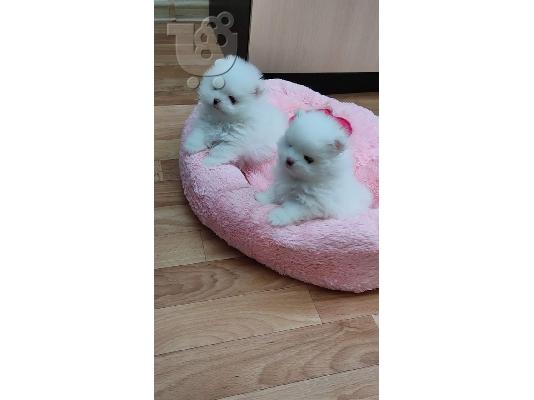 PoulaTo: Προσφορά χαριτωμένων κουταβιών Pomeranian