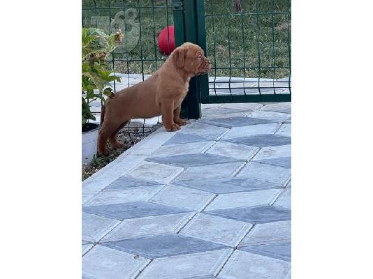 Dogue de Bordeaux κουτάβια
