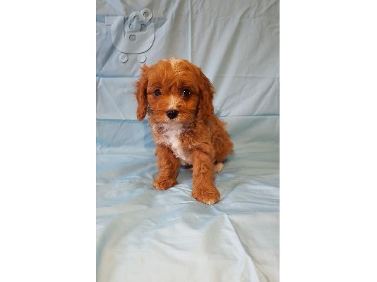 Χαριτωμένα κουτάβια Cavapoo διαθέσιμα.