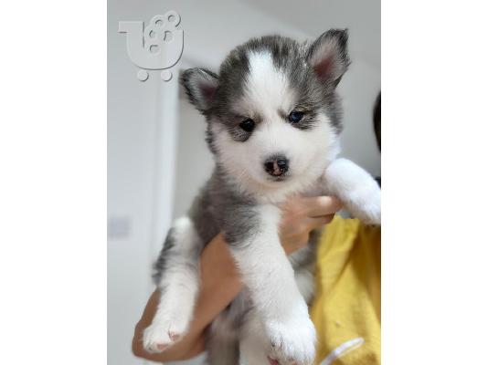 PoulaTo: Πωλούνται κουτάβια Siberian Husky