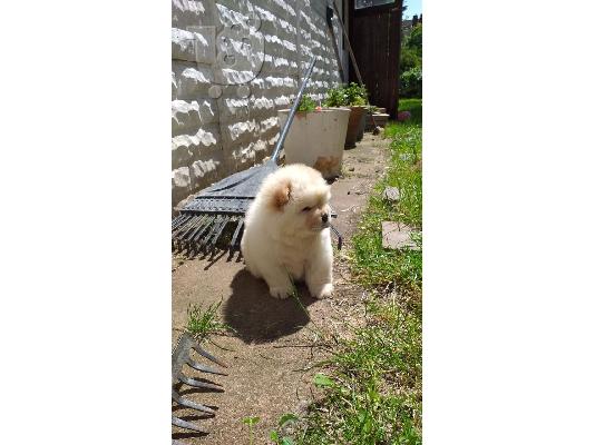 PoulaTo: Όμορφα κουτάβια Chow Chow