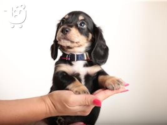 Μίνι Dachshunds