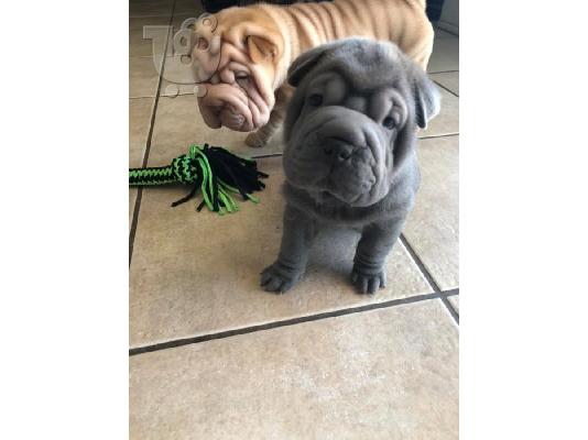 PoulaTo: Υπέροχα κινέζικα κουτάβια Shar-Pei