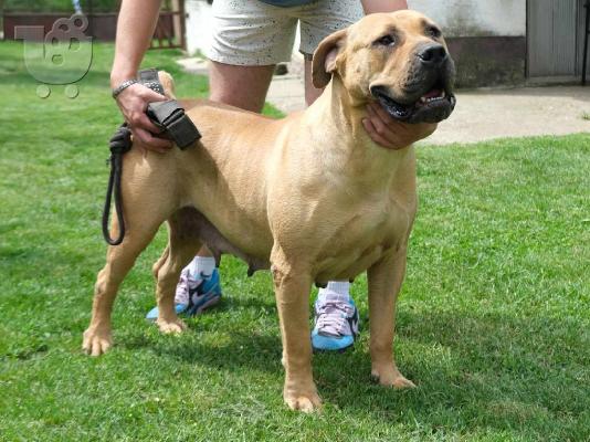 Νοτιοαφρικανικό Μαστίφ Boerboel κουτάβια