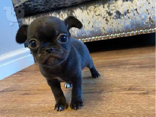 Lovely Pug κουτάβια προς πώληση.