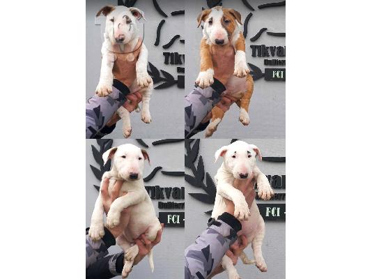 PoulaTo: Standard Bull Terrier κουτάβια