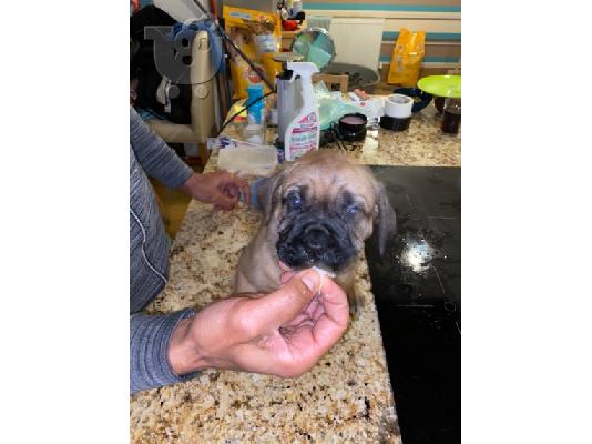 Ωραία κουτάβια τεριέ BULLMASTIFF
