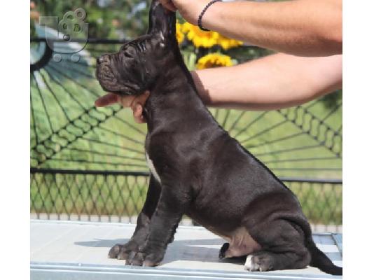 Κουτάβια Cane Corso