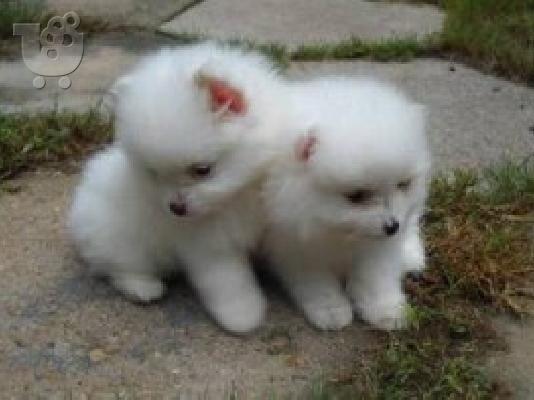 PoulaTo: X μάζα τσαγιού Pomeranian κουτάβια