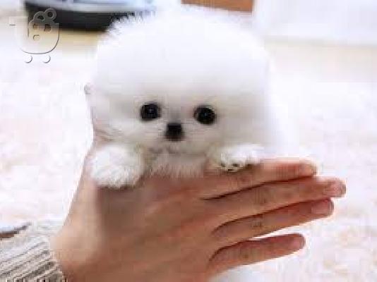 Το σπίτι έθεσε Pomeranian κουτάβια διαθέσιμα