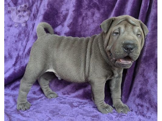 PoulaTo: Κινέζικο κουτάβι Shar-Pei προς πώληση
