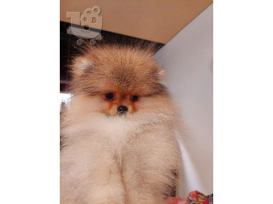 Pomeranian Spitz Κορυφαία Ποιότητα
