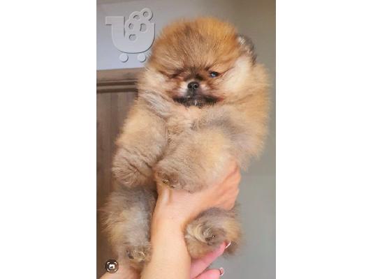 Pomeranian BOO αρκουδάκια