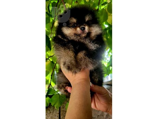 Pomeranian Spitz κουτάβια