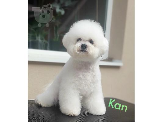 Bichon Frize κουτάβια